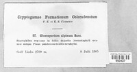 Gloeosporium alpinum image